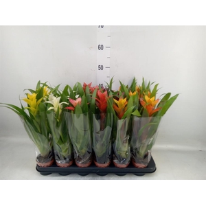 Guzmania   ...mix