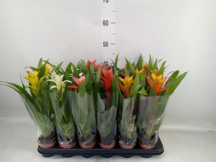 <h4>Guzmania   ...mix</h4>