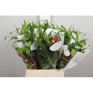 Gloriosa Rothschild Long