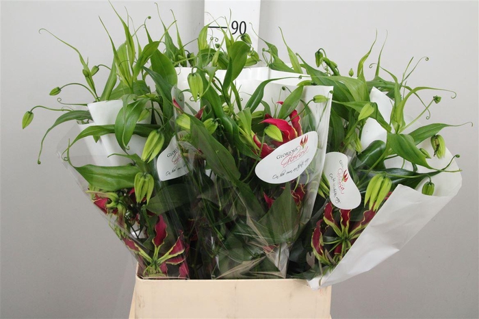 <h4>Gloriosa Rothschild Long</h4>