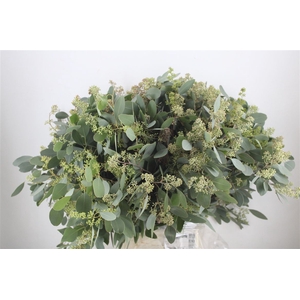 Euca Populus Berry 400gr P Bunch
