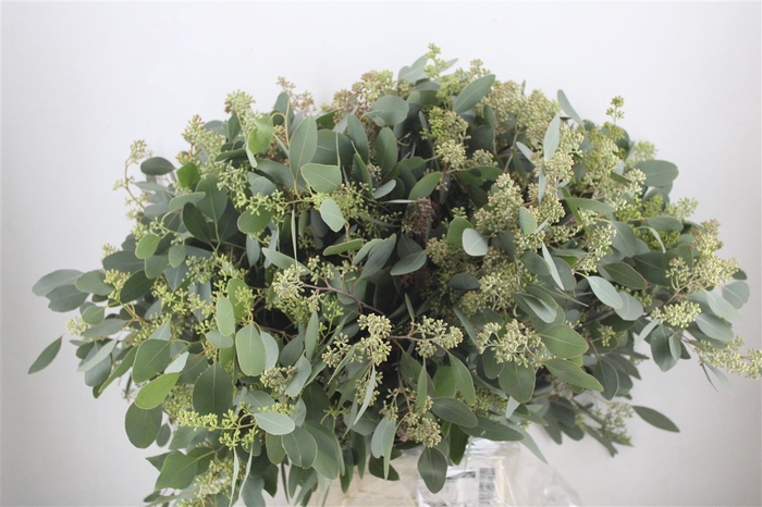 <h4>Euca Populus Berry 400gr P Bunch</h4>
