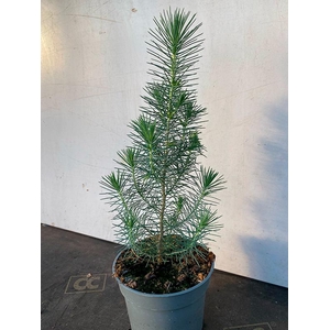 PINUS PINEA p12
