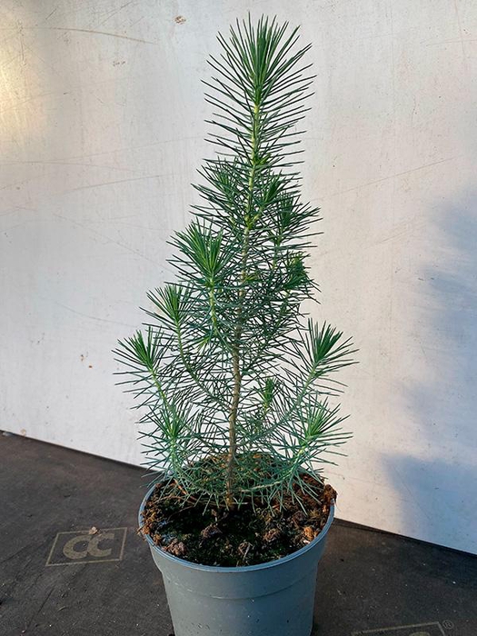 <h4>PINUS PINEA p12</h4>