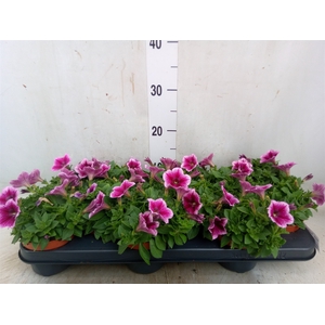 Petunia  'Sunpleasure Purple'