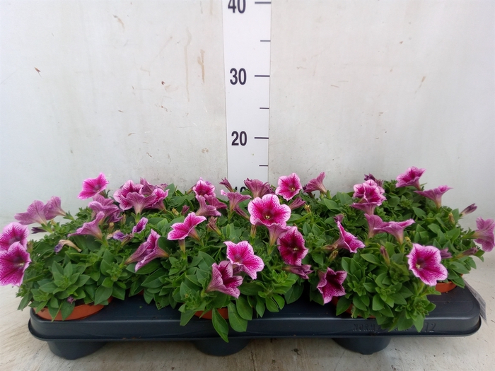 <h4>Petunia  'Sunpleasure Purple'</h4>