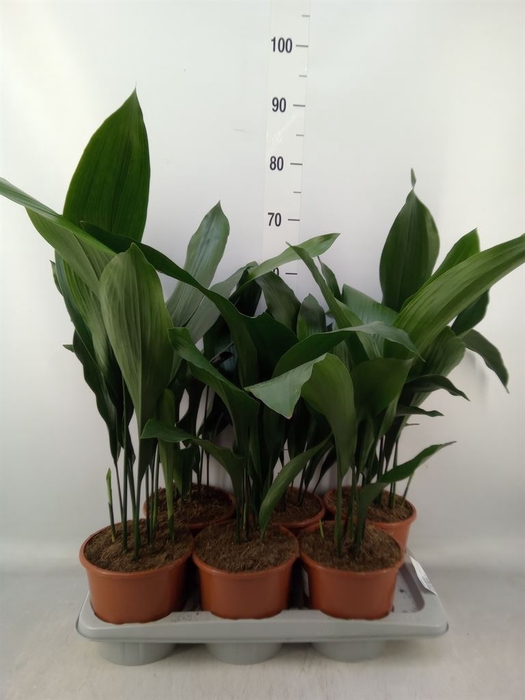 <h4>Aspidistra elat.</h4>