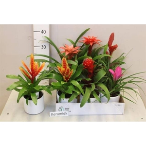 BROMELIA GEM 6 SRT