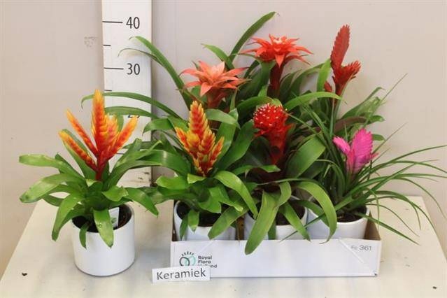 <h4>BROMELIA GEM 6 SRT</h4>