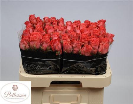 <h4>R Gr Sankara</h4>