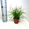 Carex brunnea