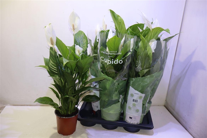 <h4>Spath Bingo Cupido</h4>