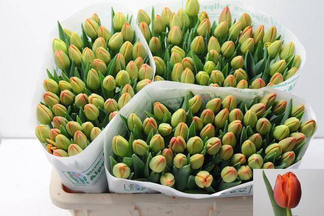 <h4>TU DU ICOON</h4>