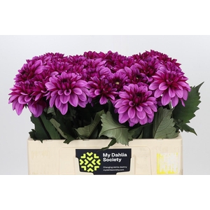 Dahlia Melissa Anne Marijke