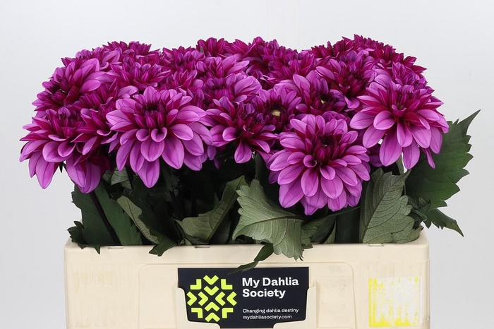 Dahlia Melissa Anne Marijke