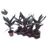 arr8 Apob Acuminatissima