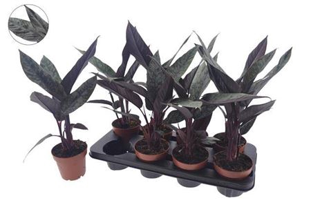 <h4>Apob Acuminatissima</h4>
