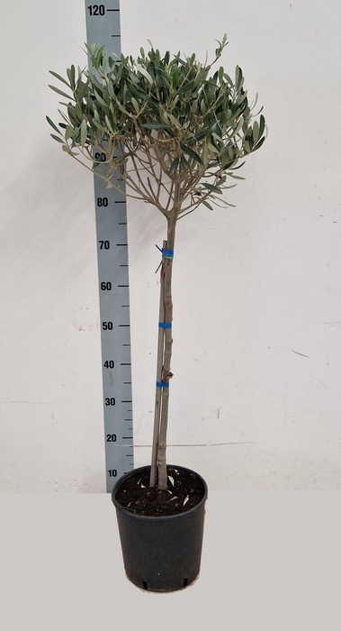 <h4>OLEA EUROPAEA</h4>