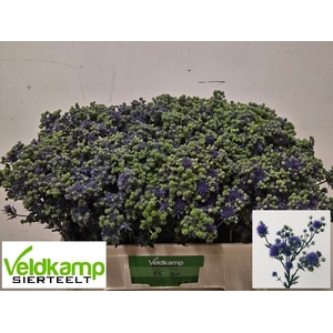 ERYNG PL MAG PURP ST