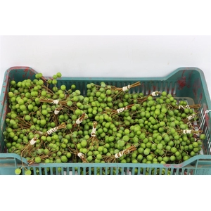 Sier Lilac De Chine P Bunch