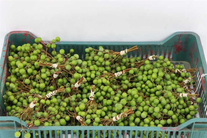 <h4>Sier Lilac De Chine P Bunch</h4>