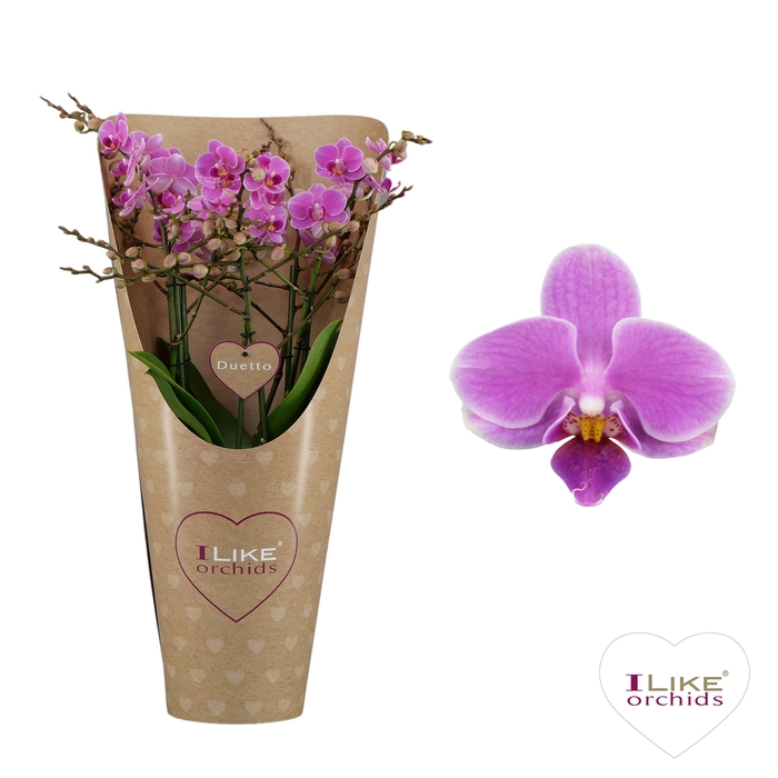 <h4>Duetto Multi - Friday Flirt 60+ in draagcover</h4>