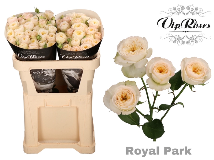 R TR ROYAL PARK