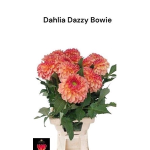 Dahl Dazzy Bowie