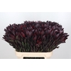 Leucadendron Saf Sunset Dark R.