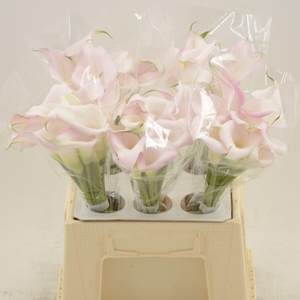 Calla Sweet Art