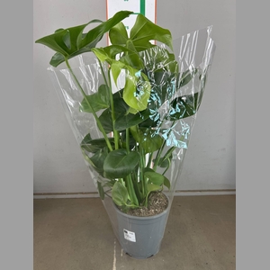 MONSTERA DELICIOSA
