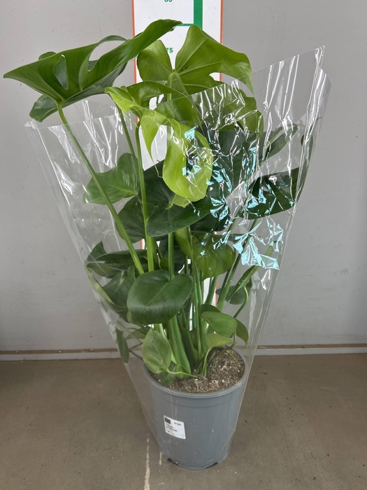 <h4>MONSTERA DELICIOSA</h4>