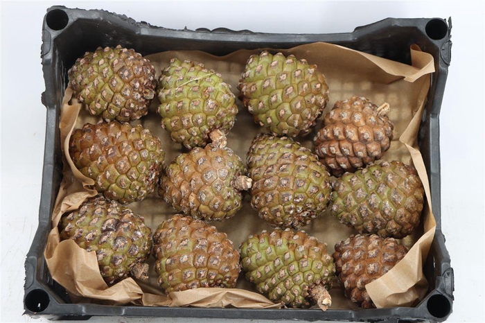 <h4>Pinea Groot X12 Crate</h4>