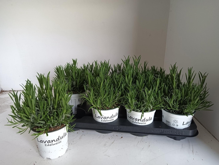 <h4>LAVAN IN EDELWEISS</h4>