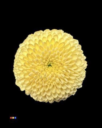 <h4>Chr S Dusty Creme</h4>