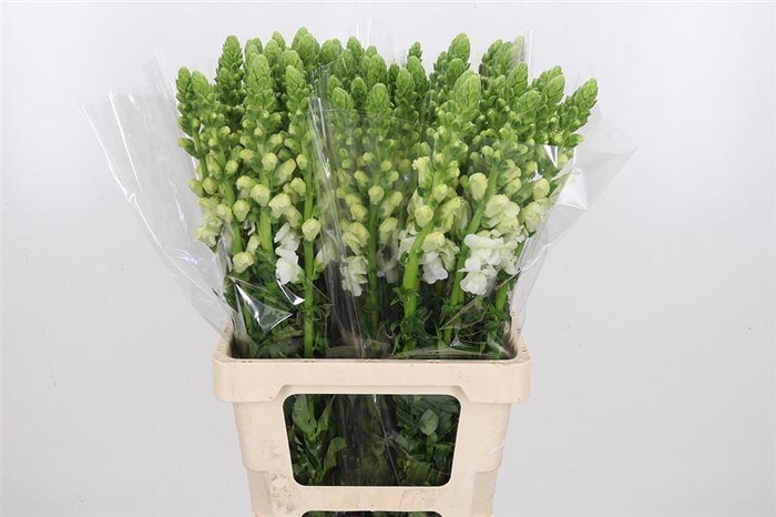 <h4>Antir Avignon White</h4>