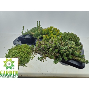 SEDUM GEM