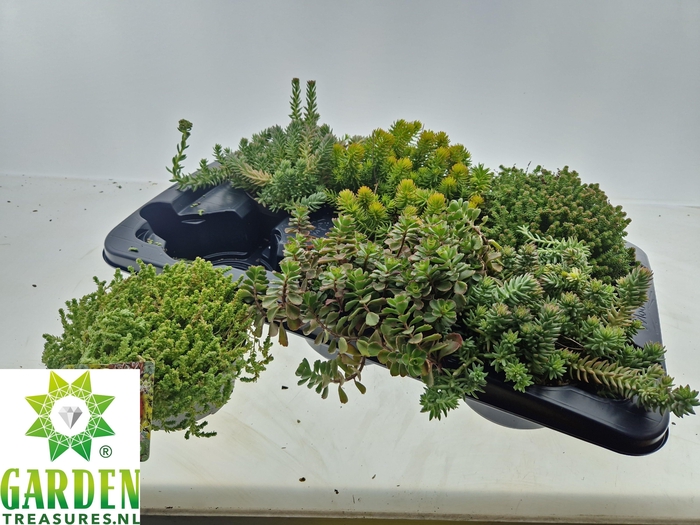 <h4>SEDUM GEM</h4>