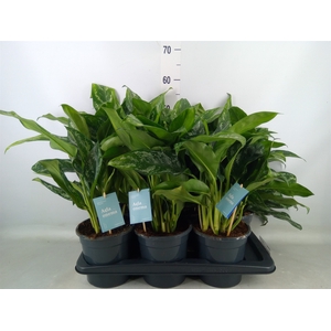 Aglaonema   ...
