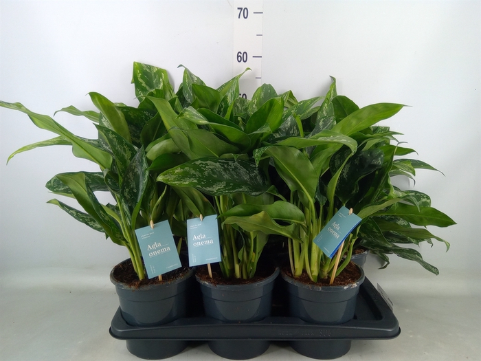 <h4>Aglaonema   ...</h4>