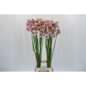 Allium Rosy Bells