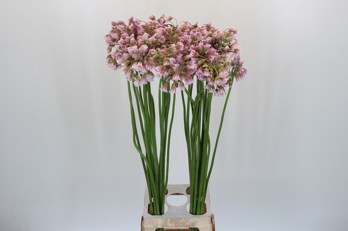<h4>Allium Rosy Bells</h4>