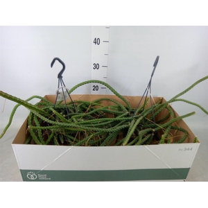 Aporocactus flagelliformis