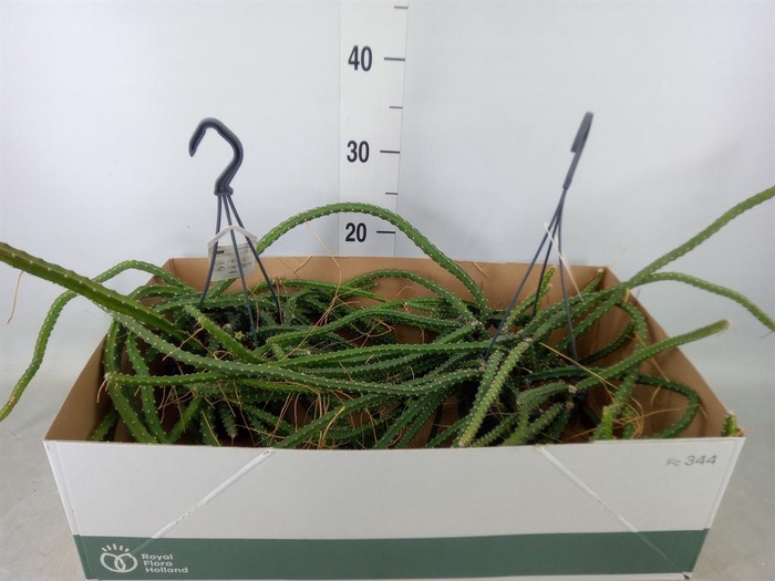 <h4>Aporocactus flagelliformis</h4>