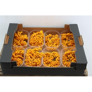 Sier Sorbusbes Yellow X8