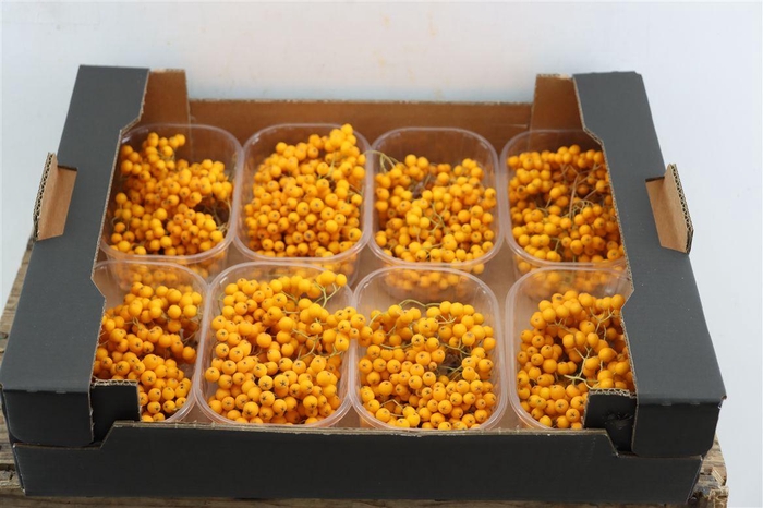 <h4>Sier Sorbusbes Yellow X8</h4>