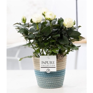 Rosa white in P&PURE Fashionpot Valerie