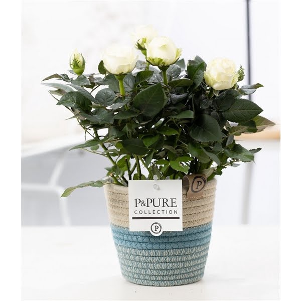 <h4>Rosa white in P&PURE Fashionpot Valerie</h4>