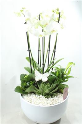 <h4>0990 5-TAK WHITE</h4>