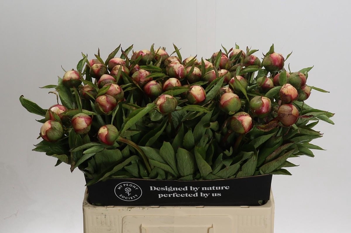 <h4>Paeonia Athena</h4>